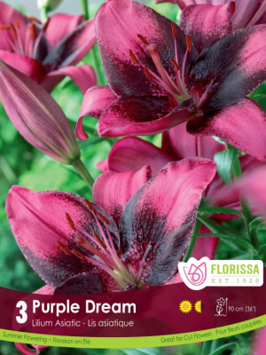 Lily Purple Dream