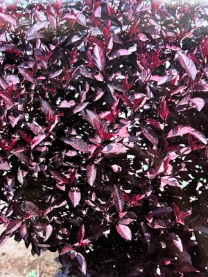 Purple Leaf Sand Cherry