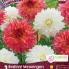 Dahlia Radiant Messengers
