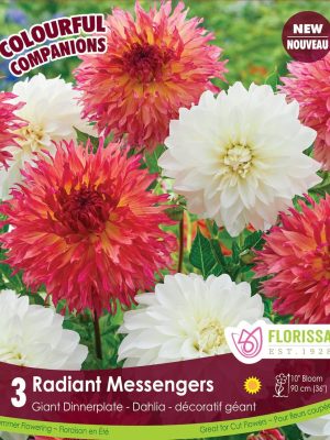 Dahlia Radiant Messengers