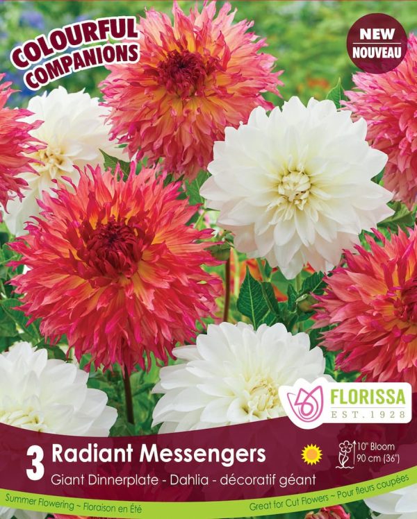 Dahlia Radiant Messengers