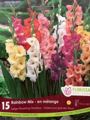 Gladiolus Rainbow Mix