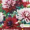 Dahlia Rebecca's World
