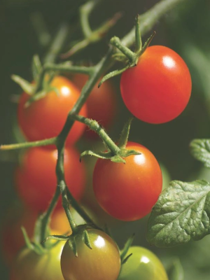 Tomato Red Cherry