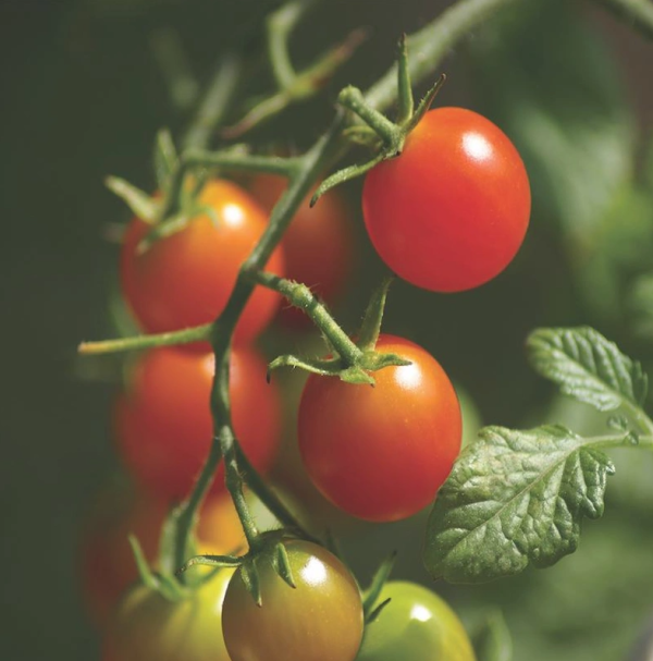 Tomato Red Cherry