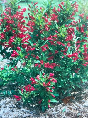 Red Prince Weigela