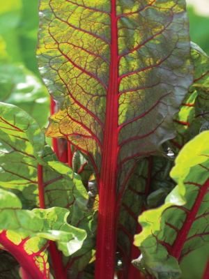 Swiss Chard Rhubarb Chard