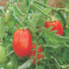 Tomato Roma VF