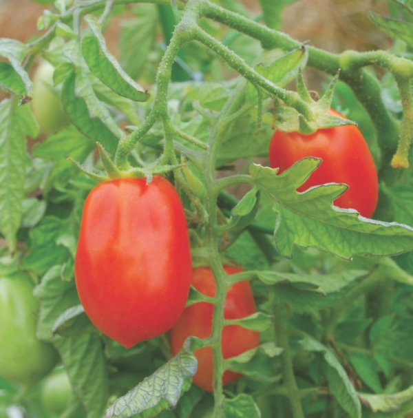 Tomato Roma VF