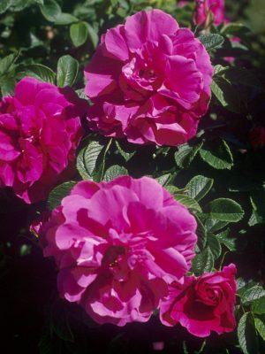 Rugosa Rose Red/Pink