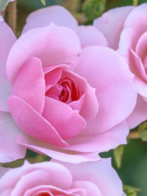 Bonica® Roses