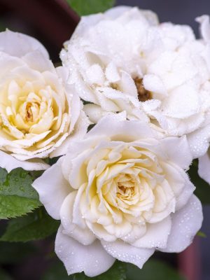 Sunblaze® Bridal Roses