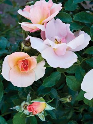 Chinook Sunrise® Roses
