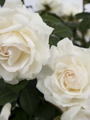 Cloud 10™ Roses
