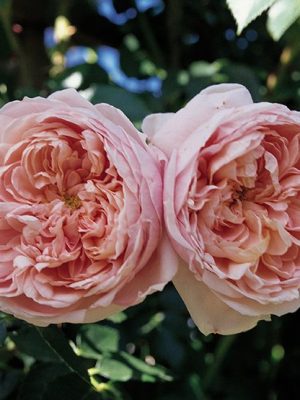 Colette™ Roses