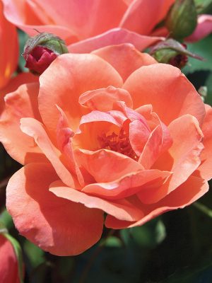 Coral Knock Out® Roses