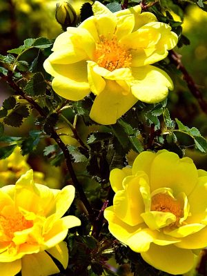Golden Showers Roses