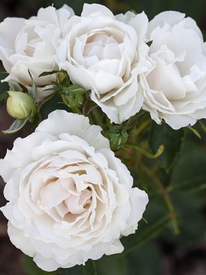 Icecap™ Roses