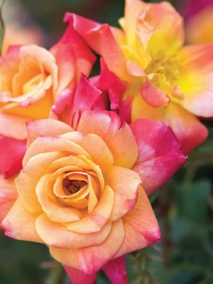 Joseph’s Coat Roses