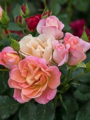 Sunblaze® Peach Roses