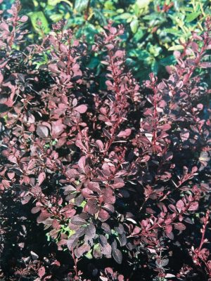 Ruby Carousel Barberry