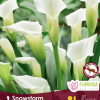 Calla Lily Snow Storm