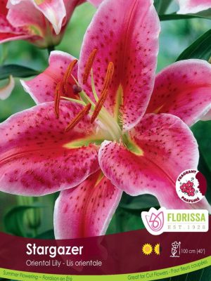Lily Stargazer