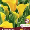 Calla Lily Summer Sun