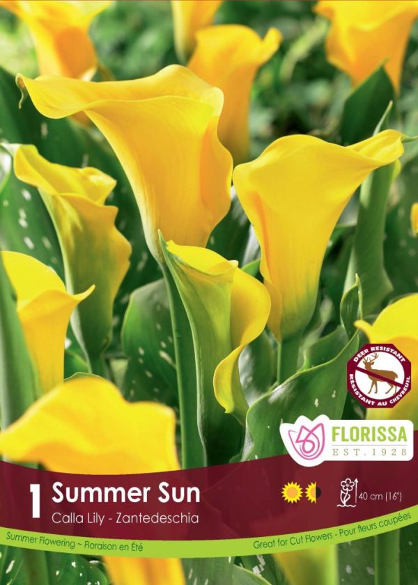 Calla Lily Summer Sun