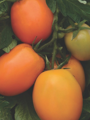 Tomato Sunrise Sauce