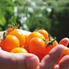 Tomato Sunsugar