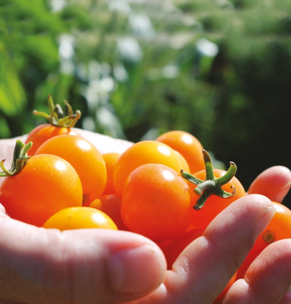 Tomato Sunsugar
