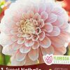 Dahlia Sweet Nathalie