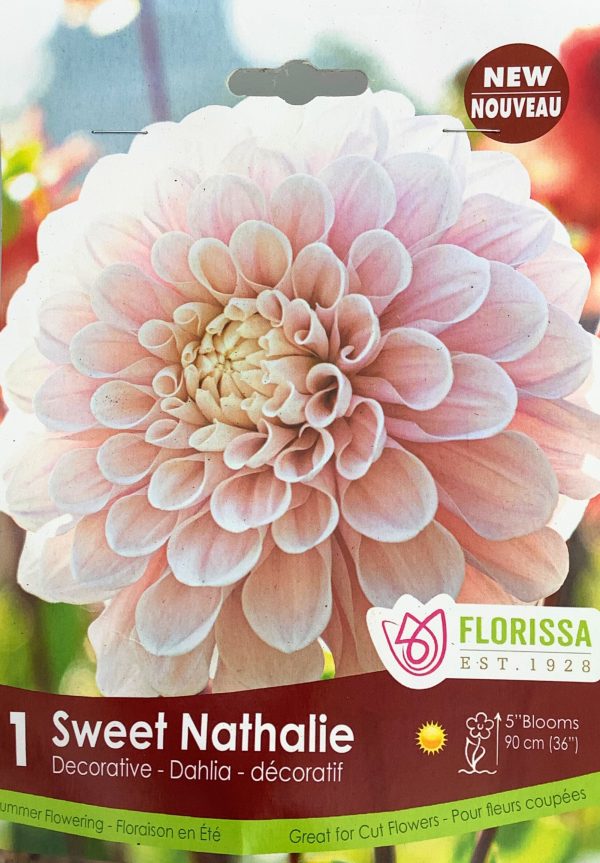 Dahlia Sweet Nathalie
