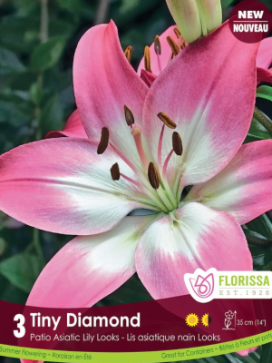 Lily Baferrari