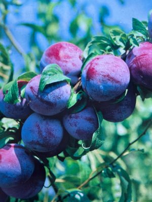 Toka Plum