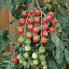 Tomato Rapunzel
