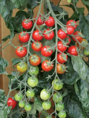 Tomato Rapunzel