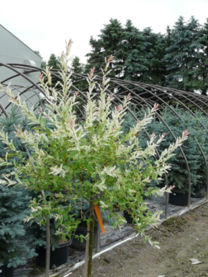 Variegated Japanese Willow - Tree