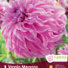 Dahlia Vassio Meggos