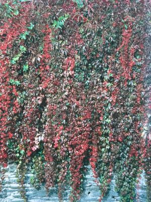 Virginia Creeper (Staked)