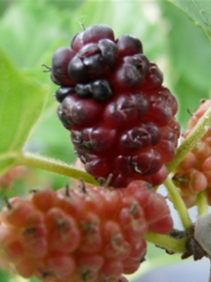 Weeping Mulberry
