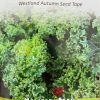Kale Westland Autumn