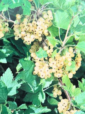 White Pearl Currant
