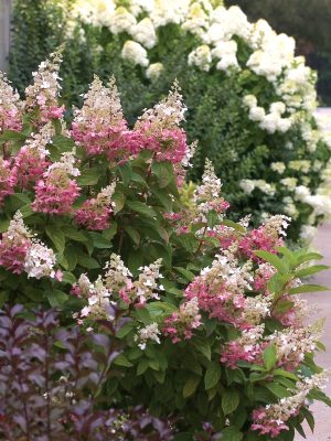 Pinky Winky™ Hydrangea