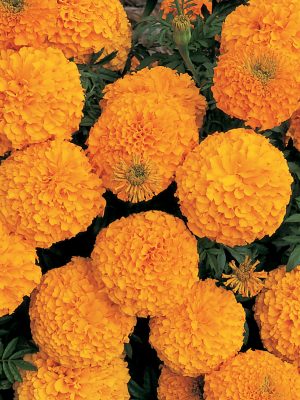 Marigold Inca II 'Orange'