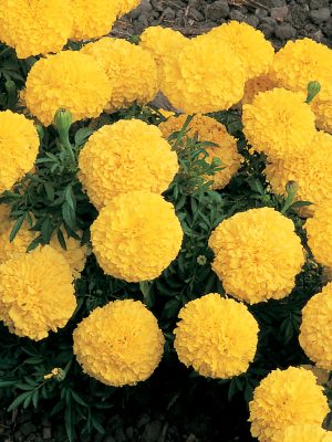 Marigold Inca II 'Yellow'