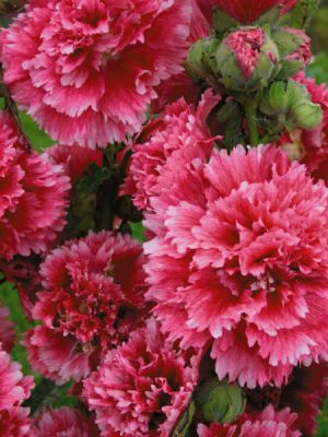 Hollyhock 'Fiesta Time'
