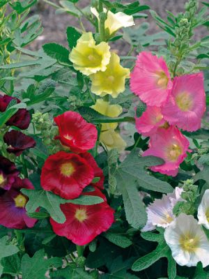 Hollyhock 'Las Vegas'