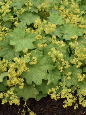 Lady's Mantle
